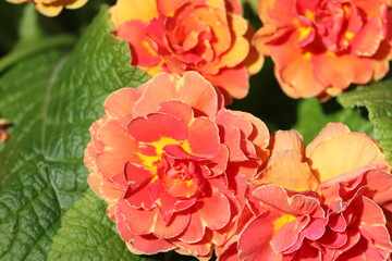 Sweden. Primula vulgaris, the common primrose, is a species of flowering plant in the family Primulaceae, native to Eurasia. 