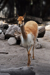 The vicuna - Lama vicugna, lives in the Andean heights of South America