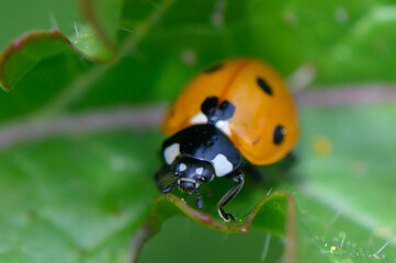 Ladybug explores a verdant garden leaf, showcasing its vibrant colors on a sunny afternoon in early spring
