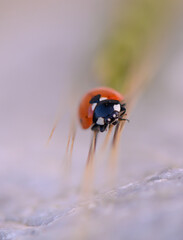 Close encounter with a ladybug exploring a dewy blade of grass during a serene early morning in nature