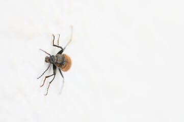 Close-up exploration of a tiny insect crawling across a white surface during bright daylight hours