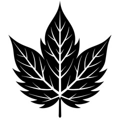 Ash Leaf Silhouette Vector