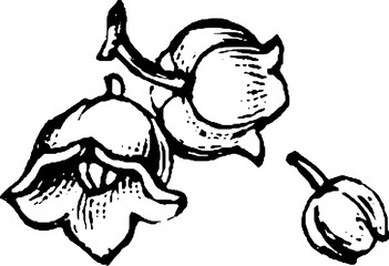 Botanical Corner Flourishes and Floral Borders