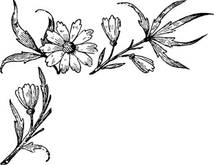 Botanical Corner Flourishes and Floral Borders