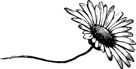 Botanical Corner Flourishes and Floral Borders