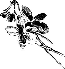 Botanical Corner Flourishes and Floral Borders