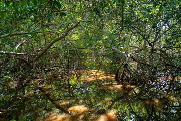 Nature conservation in a mangrove area on the Caribbean coast of Colombia.