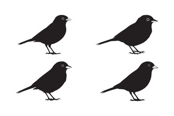 Bird Silhouette Vector Blackbird Clipart Sparrow Outline Illustration