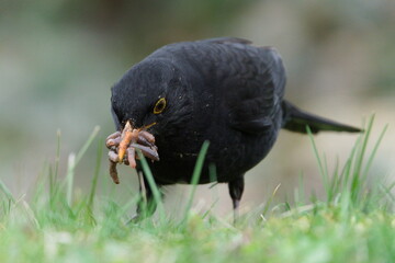 Eurasian blackbird aka the common blackbird or turdus merula is hunting worms for newborns. Beak full of worms.