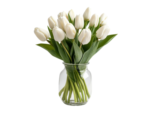 Elegant white tulips in a glass vase for home decor and gifting on a transparent background, cut out