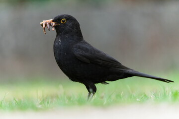 Eurasian blackbird aka the common blackbird or turdus merula is hunting worms for newborns. Beak full of worms.