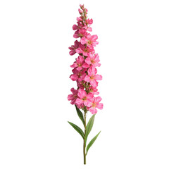 Obraz premium Pink flower stalk vibrant colors nature beauty delicate bloom