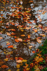 Colorful leaves in the water, floating autumn leaf. Autumn landscape with a rain puddle. A puddle of water in the middle of the foliage. Foliage on a sunny day. Bright colors of autumn nature.