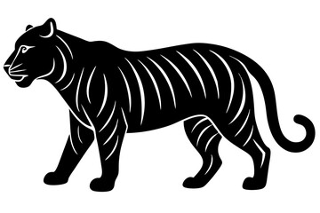 zebra isolated on white background
