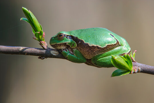 A vibrant green frog rests on a slender branch, surrounded by fresh budding leaves. The soft focus background highlights the intricate details of the frog's skin and the lush greenery.