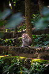 A monkey sits calmly against a moss-covered stone wall in a tranquil forest setting in Bali.