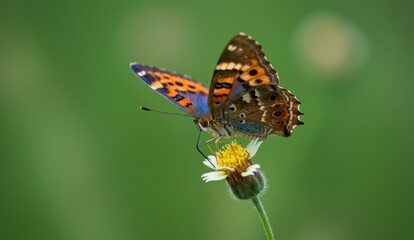 Orange butterfly perched on flower in macro photography. Highlights nature, biodiversity, and pollination.