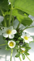 Close-up of white strawberry flowers blooming under green leaves in a greenhouse environment, showing the early flowering stage of a strawberry plant in organic farming