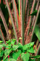 Plantas