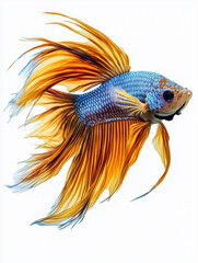 Fototapeta premium A vibrant betta fish swimming gracefully in the water, with its long, flowing fins and bright colors against a clean white background. 