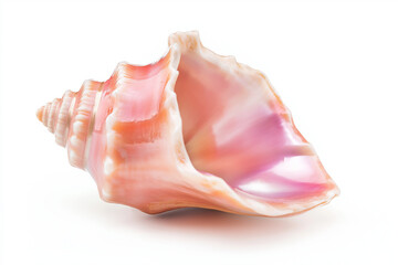 Beautiful pink conch shell with a rare and lustrous conch pearl nestled inside it. The shell is positioned against a clean, white background,