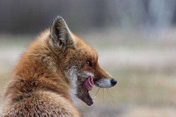 Fox with open mouth and rolled tongue