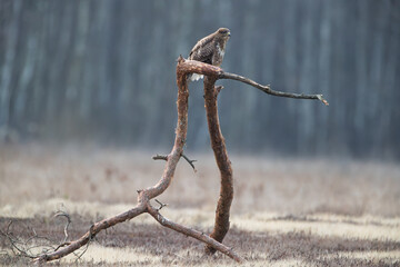 A buzzard on a twisted branch