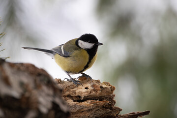 A great tit on a rotten stump