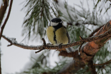 A tit among the snow-covered pine branches