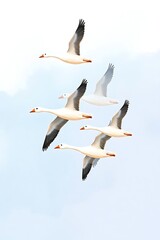 Fototapeta premium Flock of geese flying high in soft-focus sky