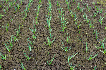 Rows of young garlic plants in the field. Natural agricultural background. Spring harvest.