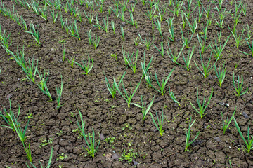 Rows of young garlic plants in the field. Natural agricultural background. Spring harvest.