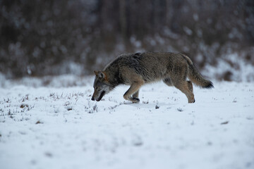 Obraz premium A wolf sniffing out a prey trail in a snowy meadow