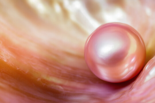 pink pearl in conch, a rare and exquisite natural gem, resting on a similarly hued, iridescent surface.