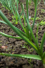 Rows of young garlic plants in the field. Natural agricultural background. Spring harvest.
