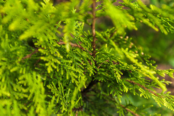 Thuja branches background. Green coniferous branches close-up. Thuja hedge texture. Natural green background.