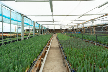 Naklejka premium Growing tulips in a greenhouse using hydroponics