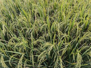 lush fields of wheat growing in the countryside