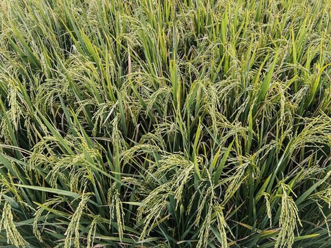 lush fields of wheat growing in the countryside