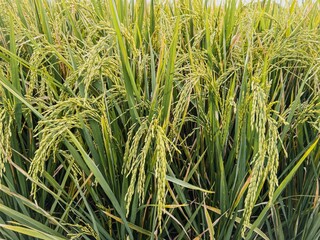 green wheat growing in the agricultural field