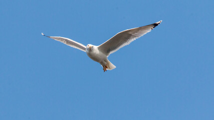 Obraz premium seagull in flight