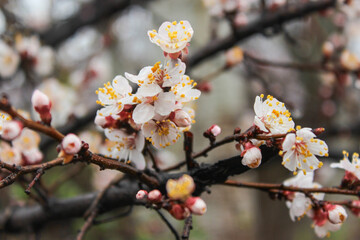 Beautiful spring apricot tree blossom. Close-up of white apricot blossom in spring after the rain.