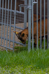 A curious goat stretches toward the lush green pasture beyond the fence, embodying playful...