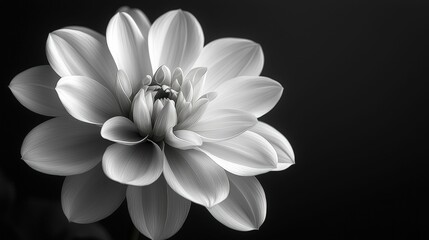 Obraz premium Elegant monochrome dahlia, delicate petals, dark background