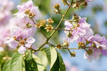 Queens Flower or Inthanin flower in Thailand, Lagerstroemia speciosa, cheerful blooming in park.