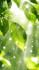 Fresh Leaves Sunlight Drops