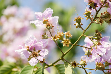 Queens Flower or Inthanin flower in Thailand, Lagerstroemia speciosa, cheerful blooming in park.