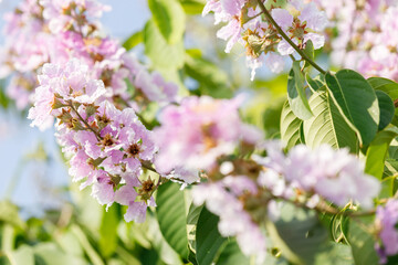 Fototapeta premium Queens Flower or Inthanin flower in Thailand, Lagerstroemia speciosa, cheerful blooming in park.