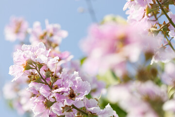 Obraz premium Queens Flower or Inthanin flower in Thailand, Lagerstroemia speciosa, cheerful blooming in park.