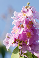 Queens Flower or Inthanin flower in Thailand, Lagerstroemia speciosa, cheerful blooming in park.